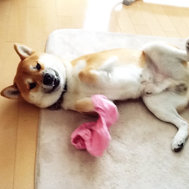 kotaさんの実例写真