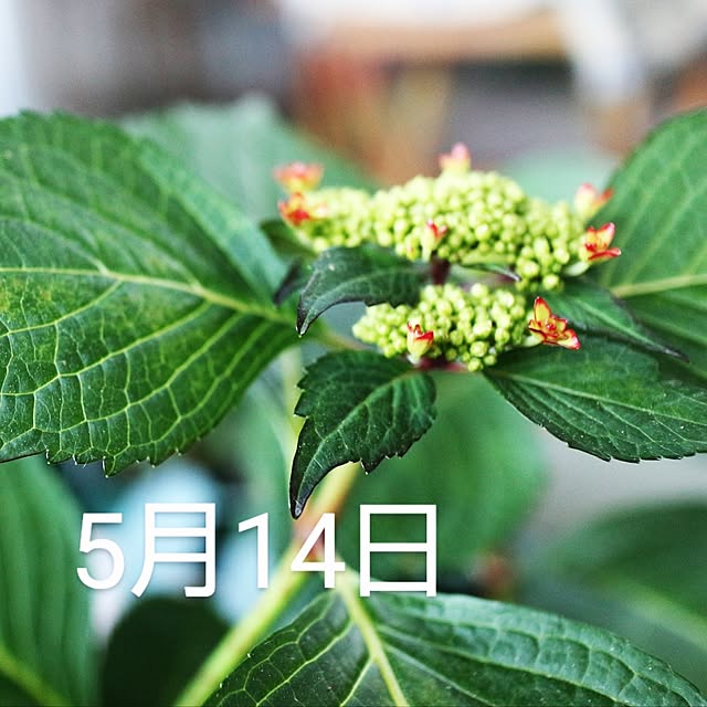 hanacocoさんの部屋