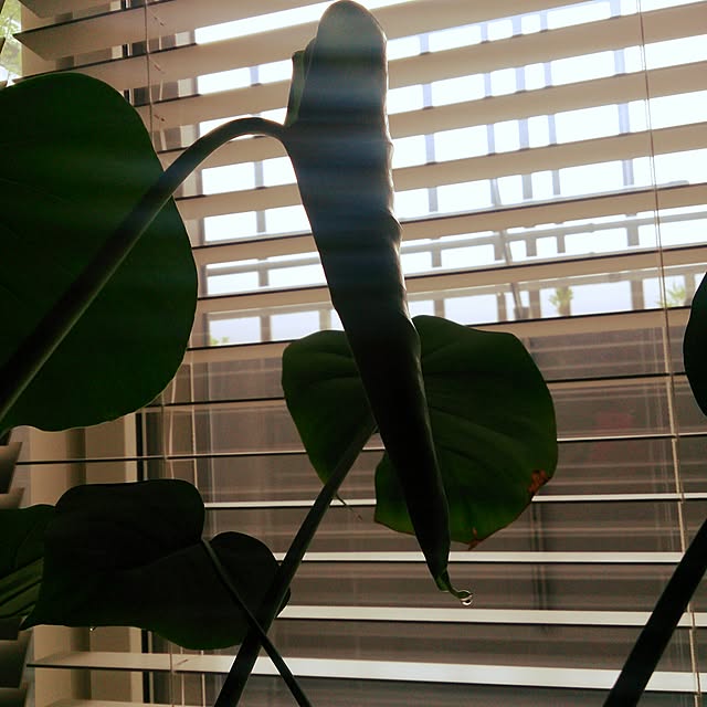 macoさんの実例写真