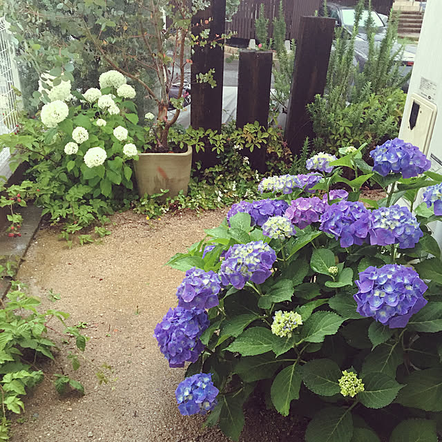 紫陽花/玄関/入り口のインテリア実例 - 2020-06-18 18:46:42