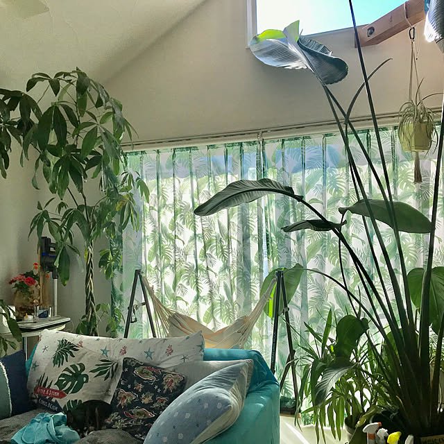 シンボルツリー/観葉植物とのコラボ+..・* ❁/観葉植物大好き❤︎/ワンコと暮らす/壁/天井のインテリア実例 - 2021-05-08 18:42:39