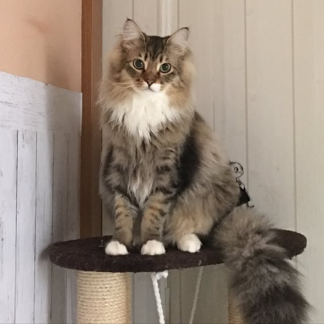 CATさんの実例写真
