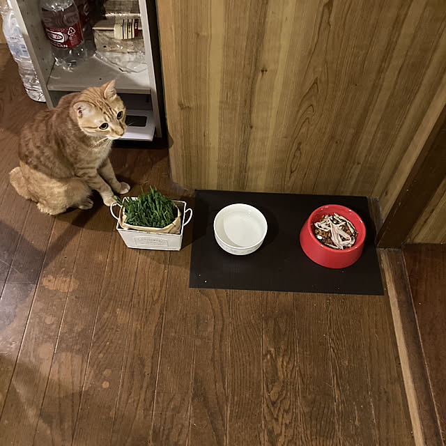garatoraさんの実例写真