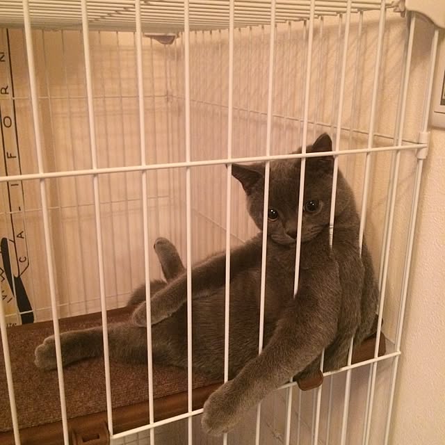 Shojiさんの実例写真