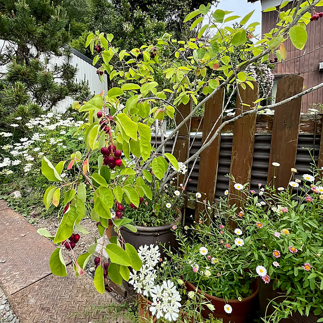 cotaさんの部屋