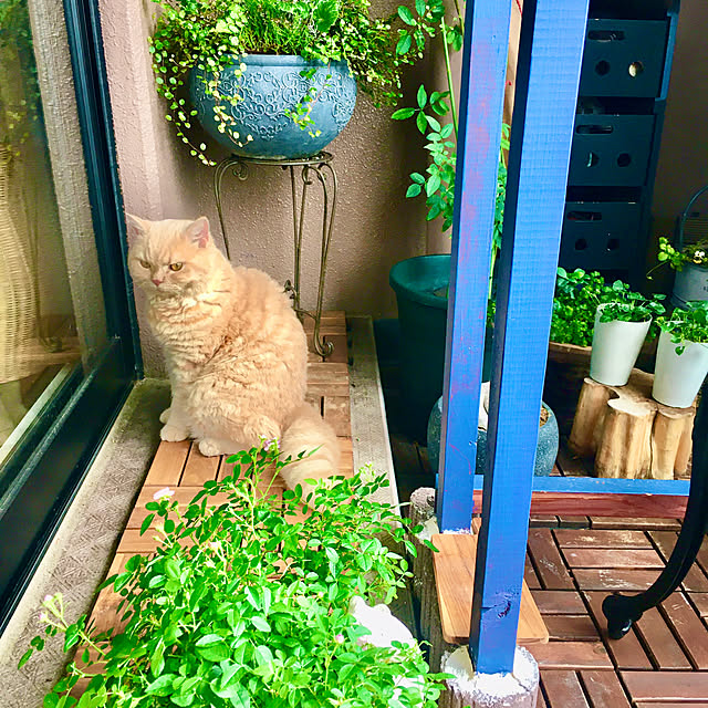 naokoさんの実例写真
