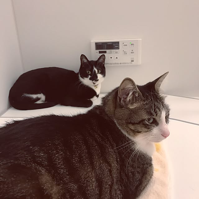 miruさんの実例写真