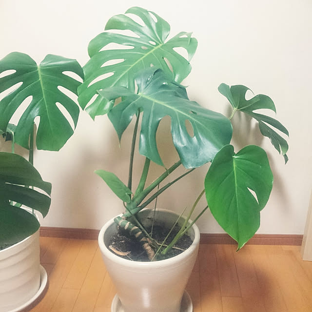 tm040614さんの実例写真
