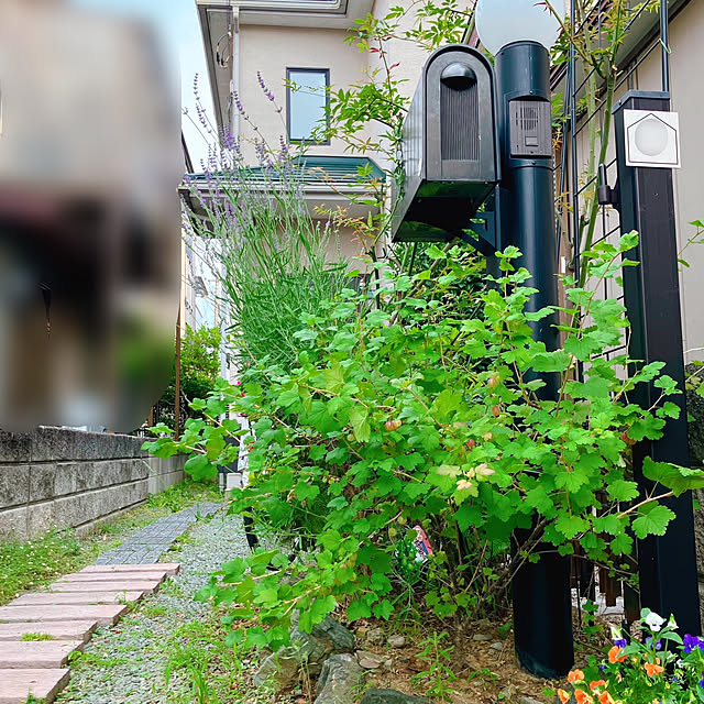 akanekoさんの実例写真