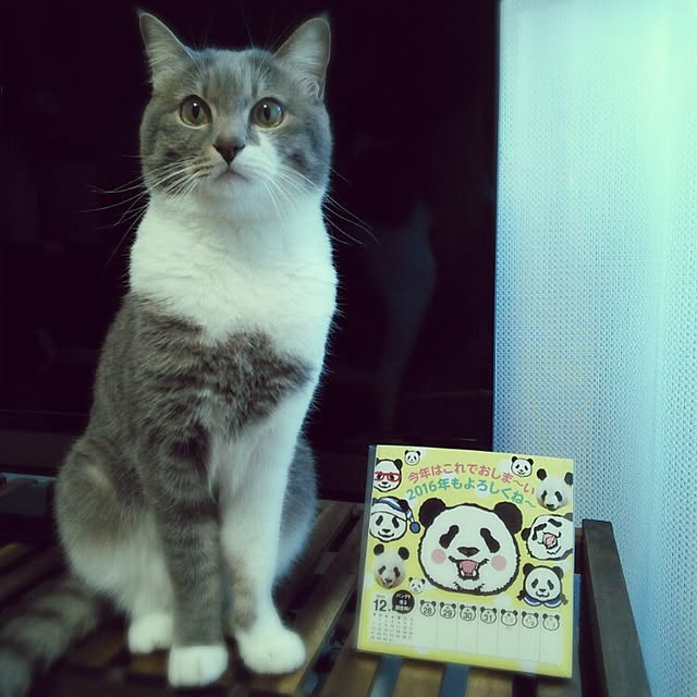 lovepandaさんの実例写真