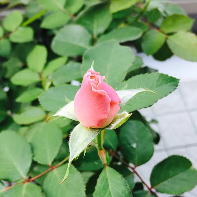 yakitoripieさんの実例写真