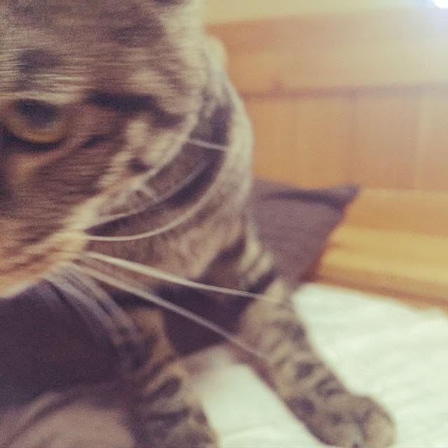 rennohana73さんの実例写真