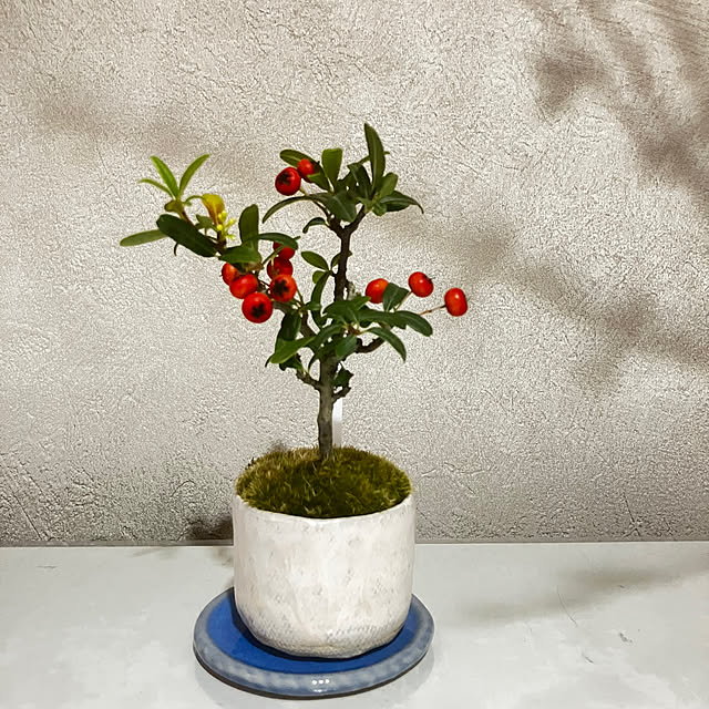 meyusaさんの部屋