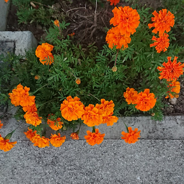 koupeimama.777さんの実例写真