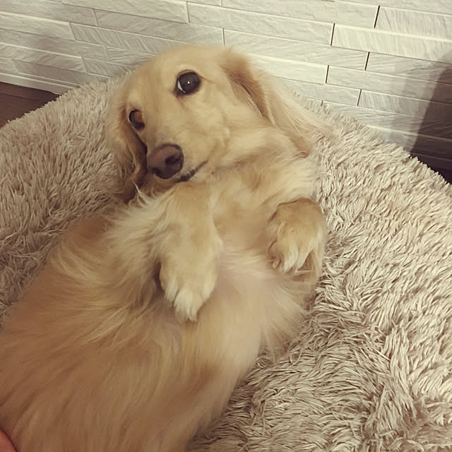 acoさんの実例写真