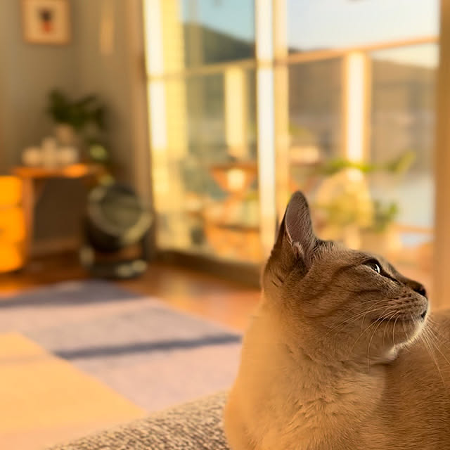 amさんの実例写真