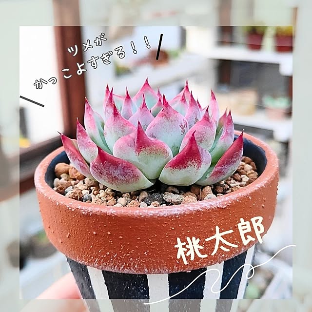 saichanさんの実例写真