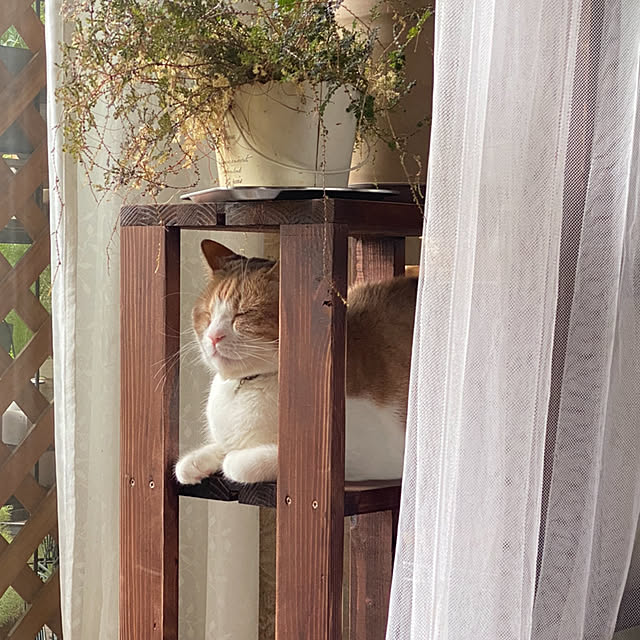 mintteaさんの部屋