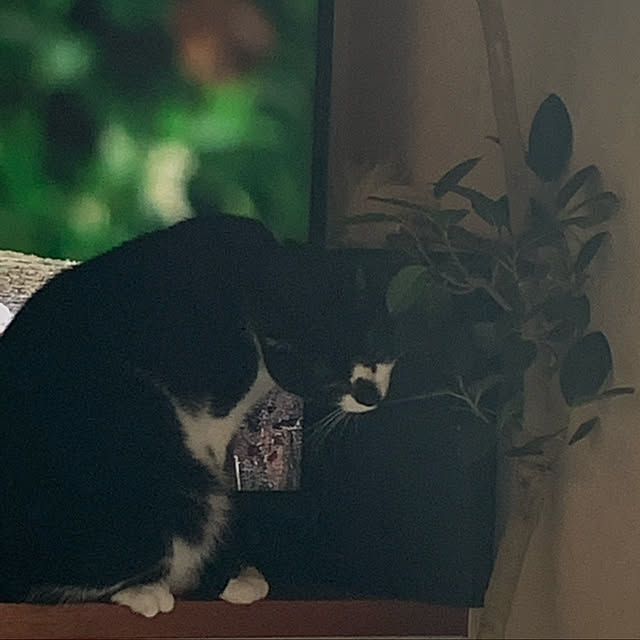 nekopanchiさんの実例写真