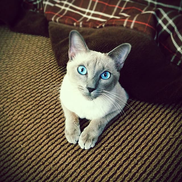 poiさんの実例写真