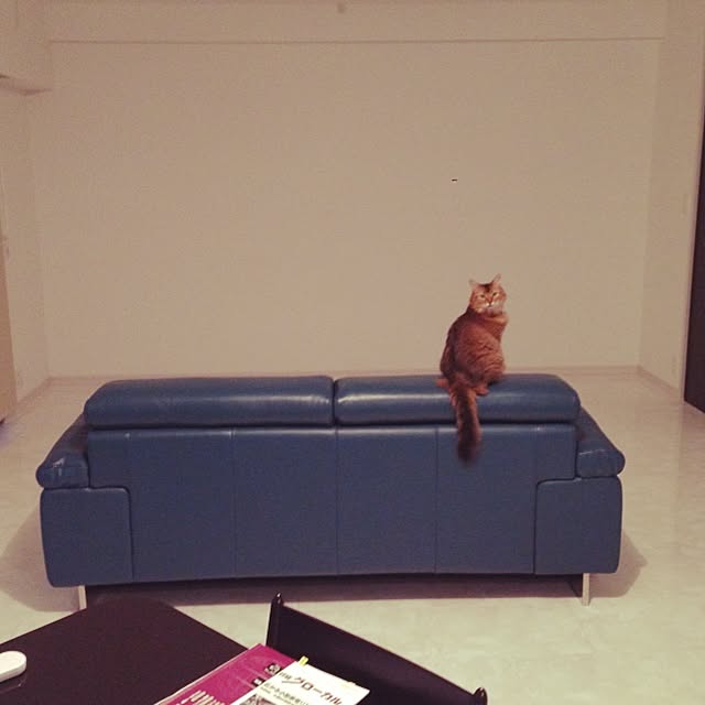 実例写真