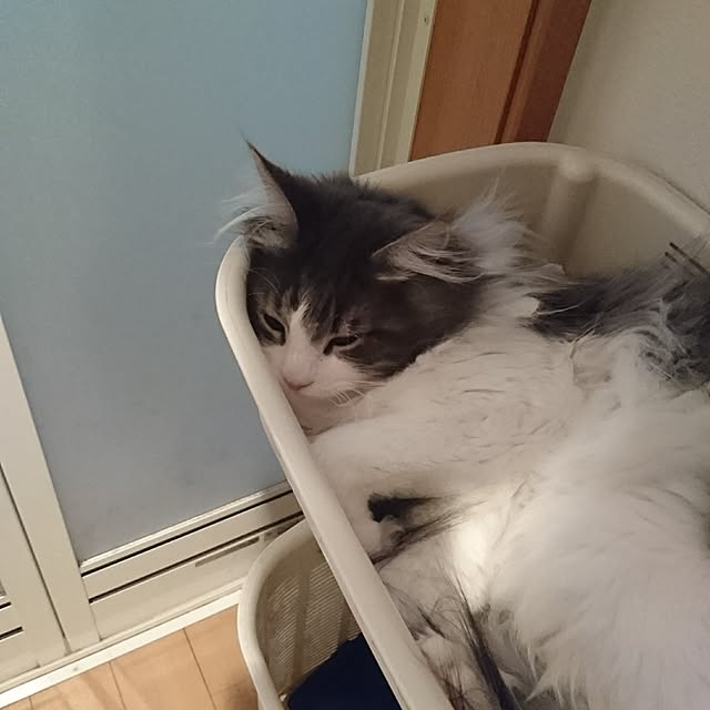 shinobuさんの実例写真