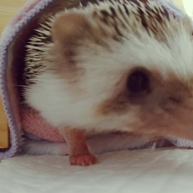 kuruさんの実例写真