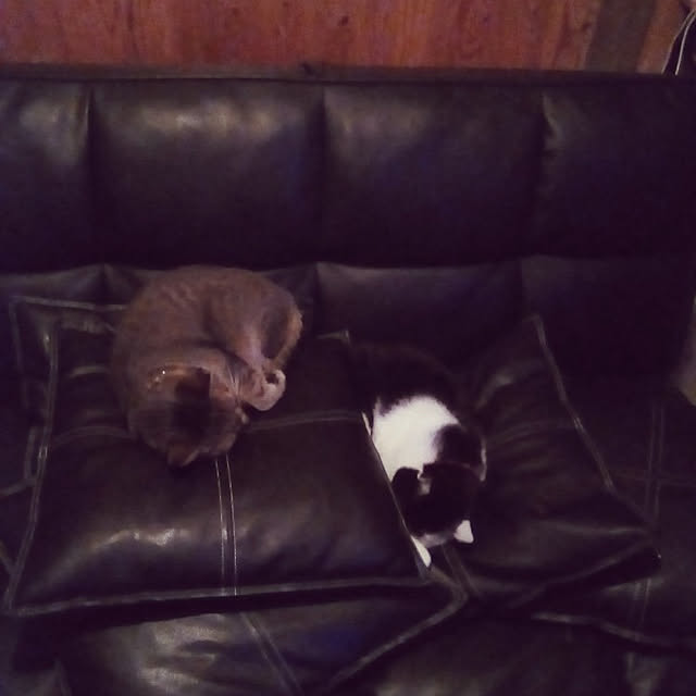 catloveさんの実例写真
