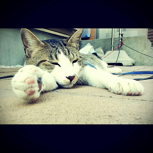 urizun333さんの実例写真