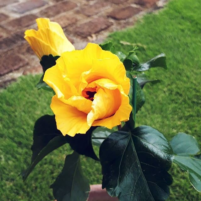 pumpkin11さんの実例写真