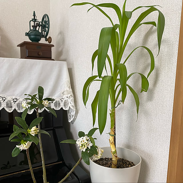 観葉植物/リビングのインテリア実例 - 2023-02-19 10:22:05
