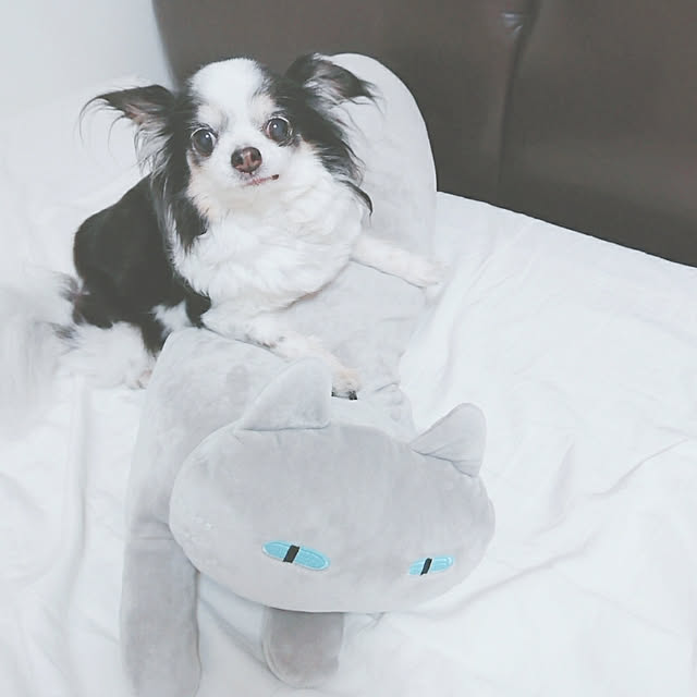 yumegu8さんの実例写真