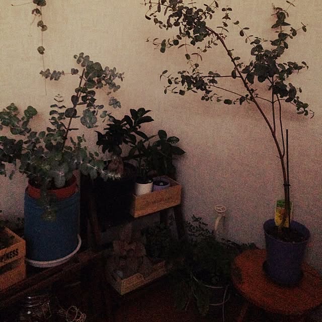 mirigoさんの実例写真