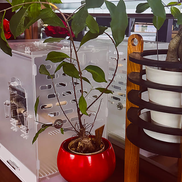 chacoさんの部屋