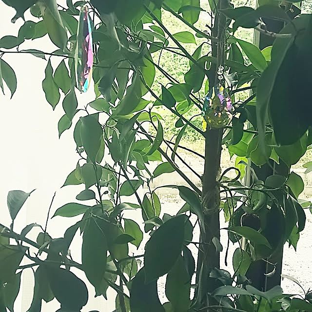 sunflowerさんの実例写真