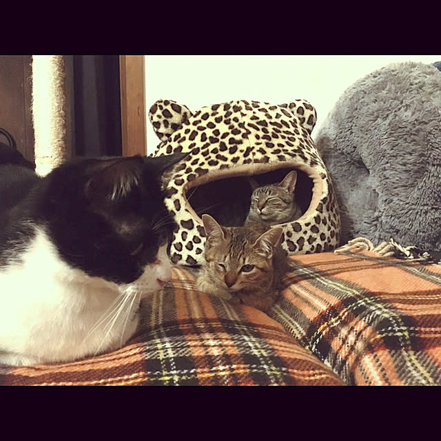 marusanさんの実例写真
