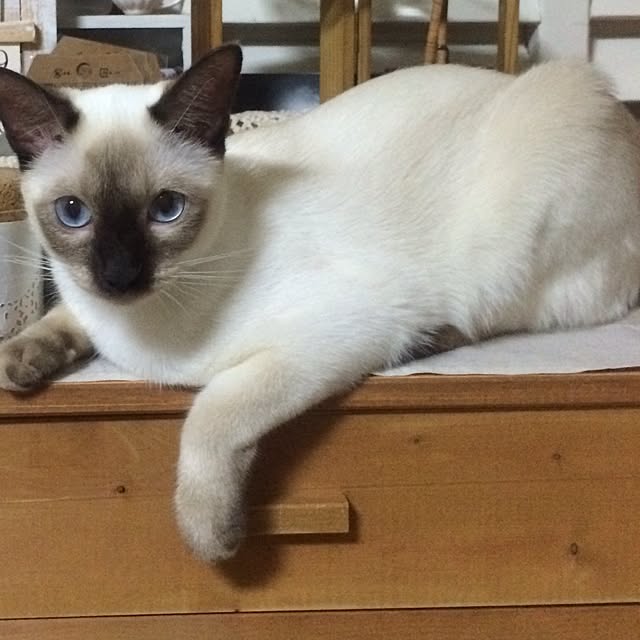 chadoさんの実例写真