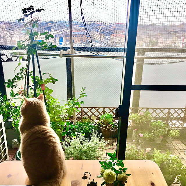 naokoさんの部屋