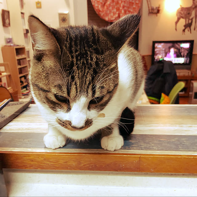 jijiさんの実例写真