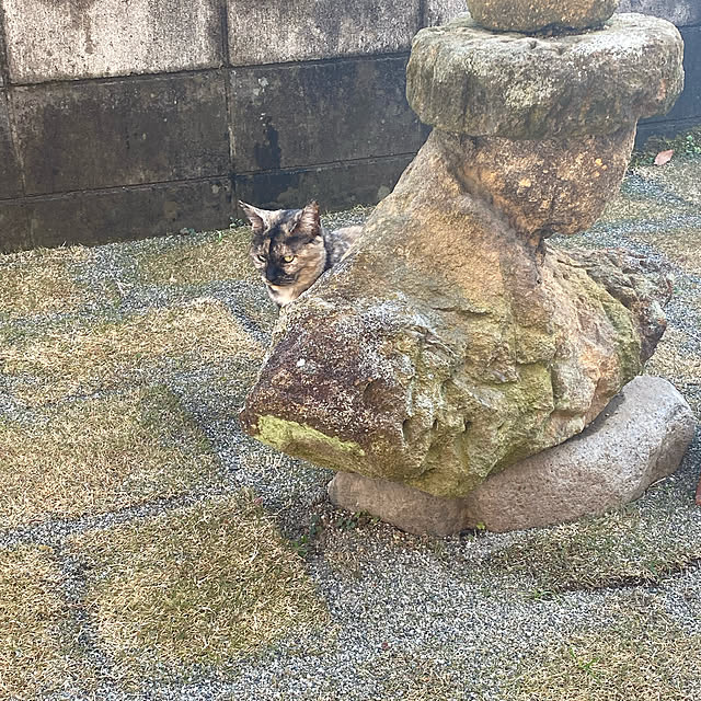 uninekoさんの実例写真