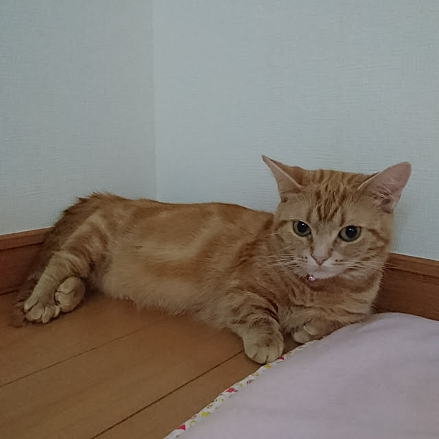 shinobuさんの実例写真