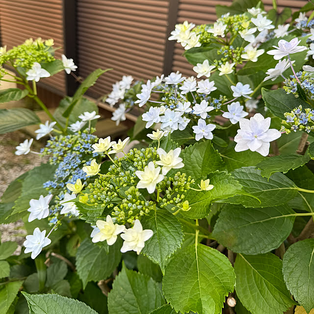 Aqettyさんの部屋