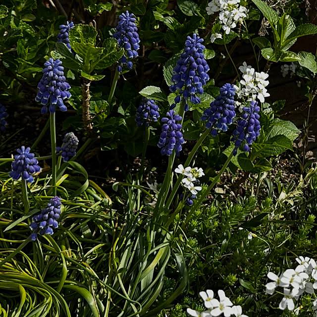 Mamiさんの実例写真