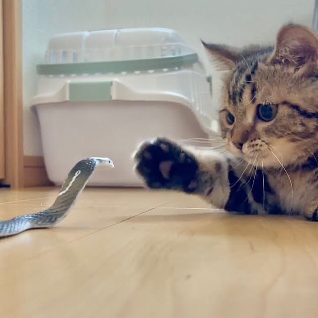 chiiさんの実例写真