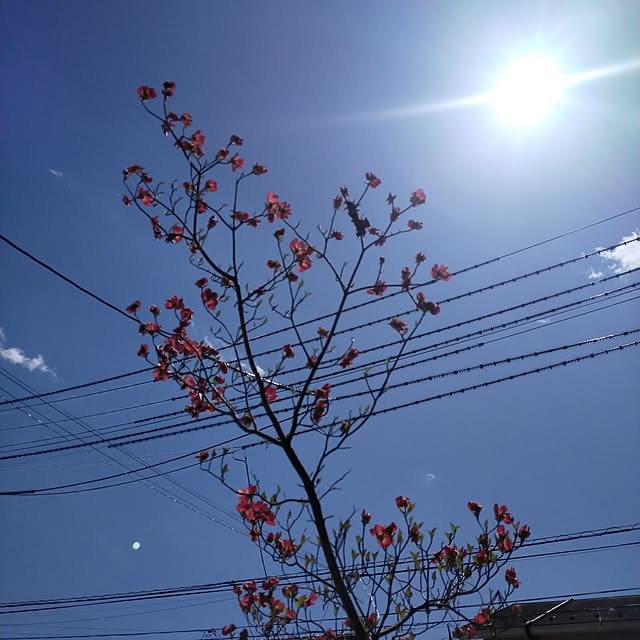 tamachan235さんの実例写真