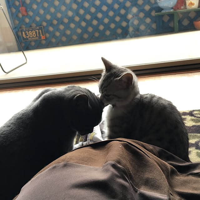 Shojiさんの実例写真