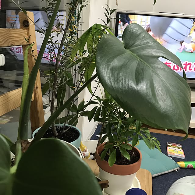 yuccoさんの実例写真