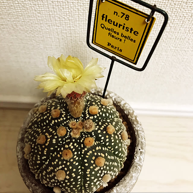 aihanさんの実例写真