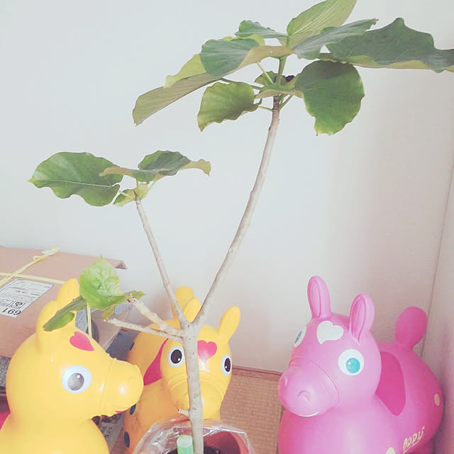 CYNOSさんの実例写真