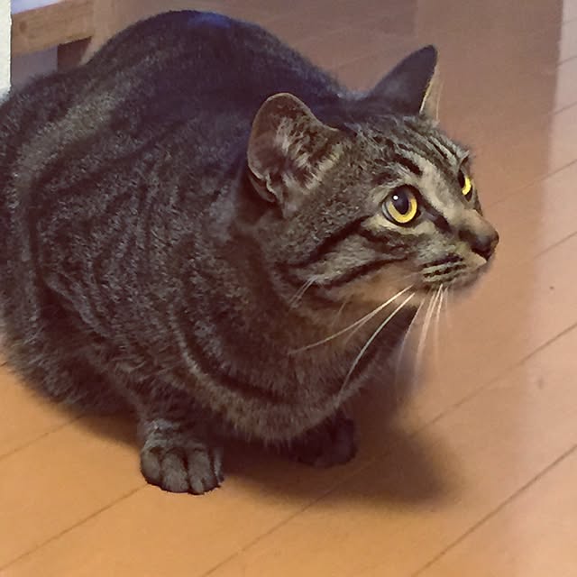 nyan.73さんの実例写真